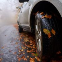 WetLeaves WetLeaves